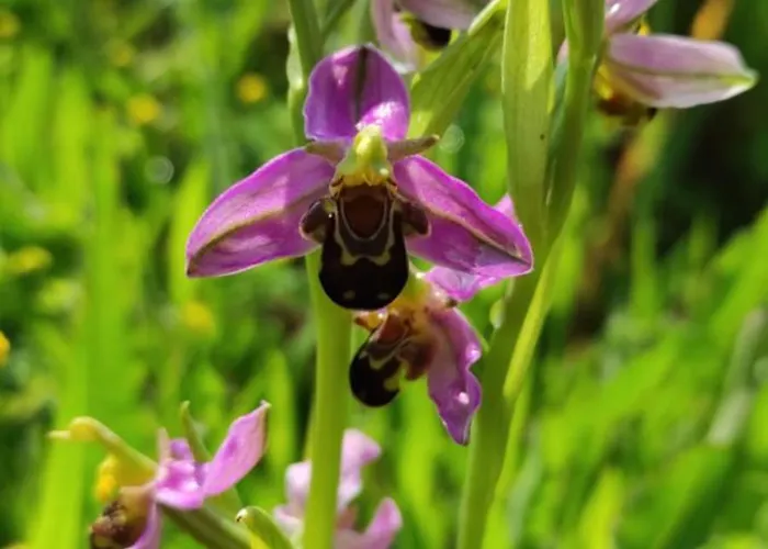 Apartamento Du Moulin De Montizeau *