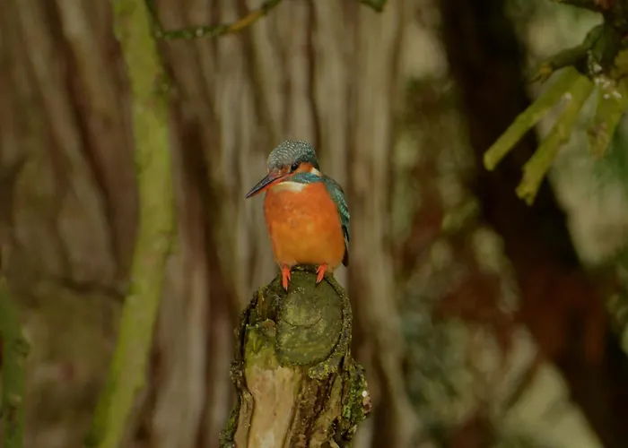 Du Moulin De Montizeau Saint-Maigrin